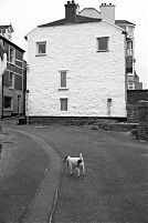 Wheal Dream