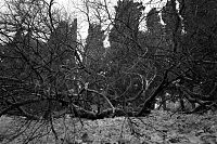Palatine Hill