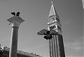 Pigeon in Piazza San Marco