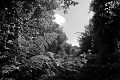 Leaves and Cloud in Parco Naturale Regionale