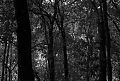 Forest in Afternoon