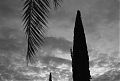 Palm and Cypresses