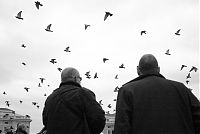 024 - Pigeons Flying in Piazza San Pietro 024 - Pigeons Flying in Piazza San Pietro