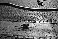 Pigeon in Piazza San Pietro Pigeon in Piazza San Pietro