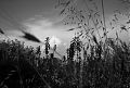 Grasses, Nettles, Clouds