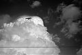 Bird, Stormcloud, Wire