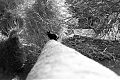 Black Cat Near Sentinella del Belvedere
