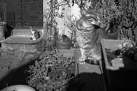 Sofonisba, Piccolo, Brinquedo