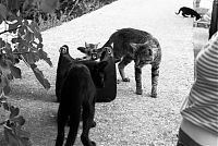 Cat Family Visit