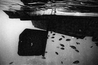 The Island 13