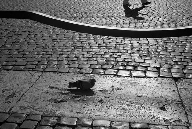011 Pigeon In Piazza San Pietro