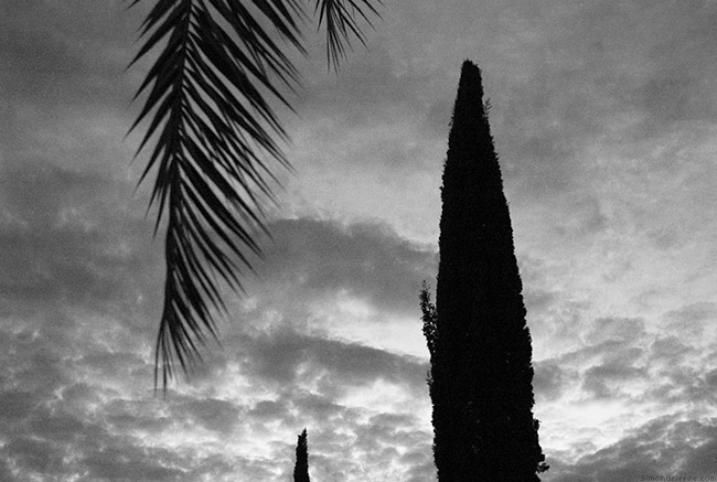 014 Palm And Cypresses