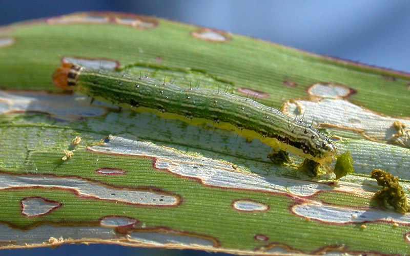 Windowpaning in a leaf, damage caused by Fall Armyworms. Image courtesy John Jennings. https://www.flickr.com/photos/uacescomm/51312677262/in/photolist-qhgoik-j185a1-2mbjtfs-pksgcy-vtgogu-vxdkcn-2mbjtf7-osu9q7