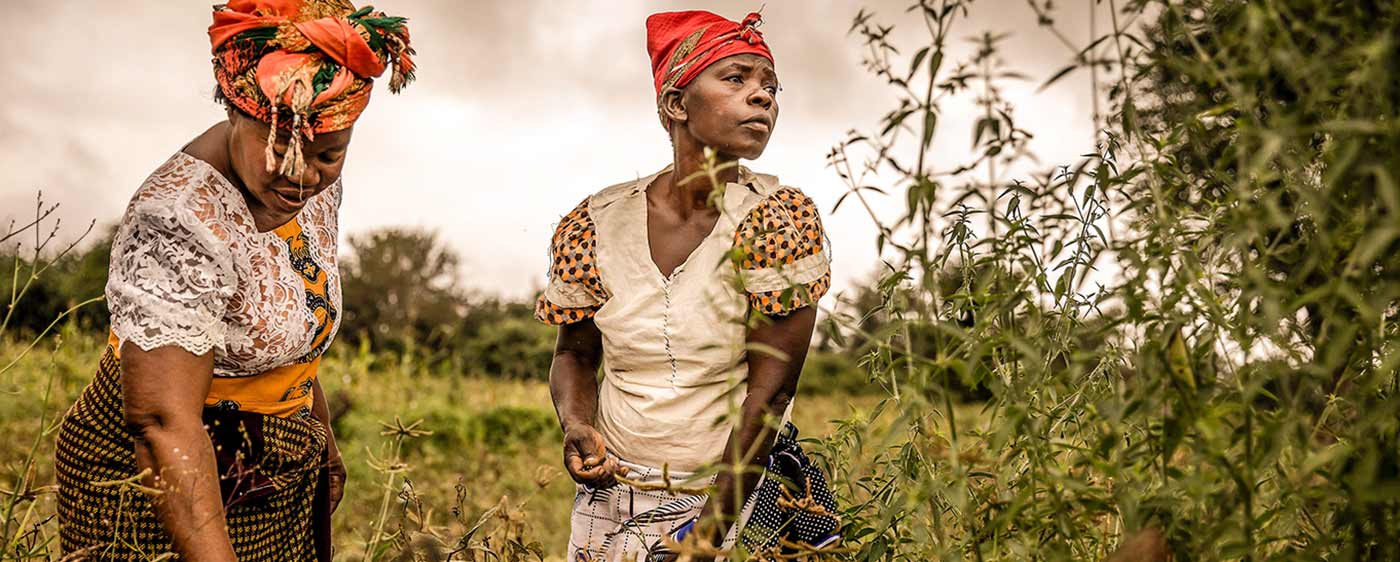 Two women working together in a field of plants.