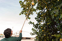 Man with bamboo checking insect trap on citrus tree.